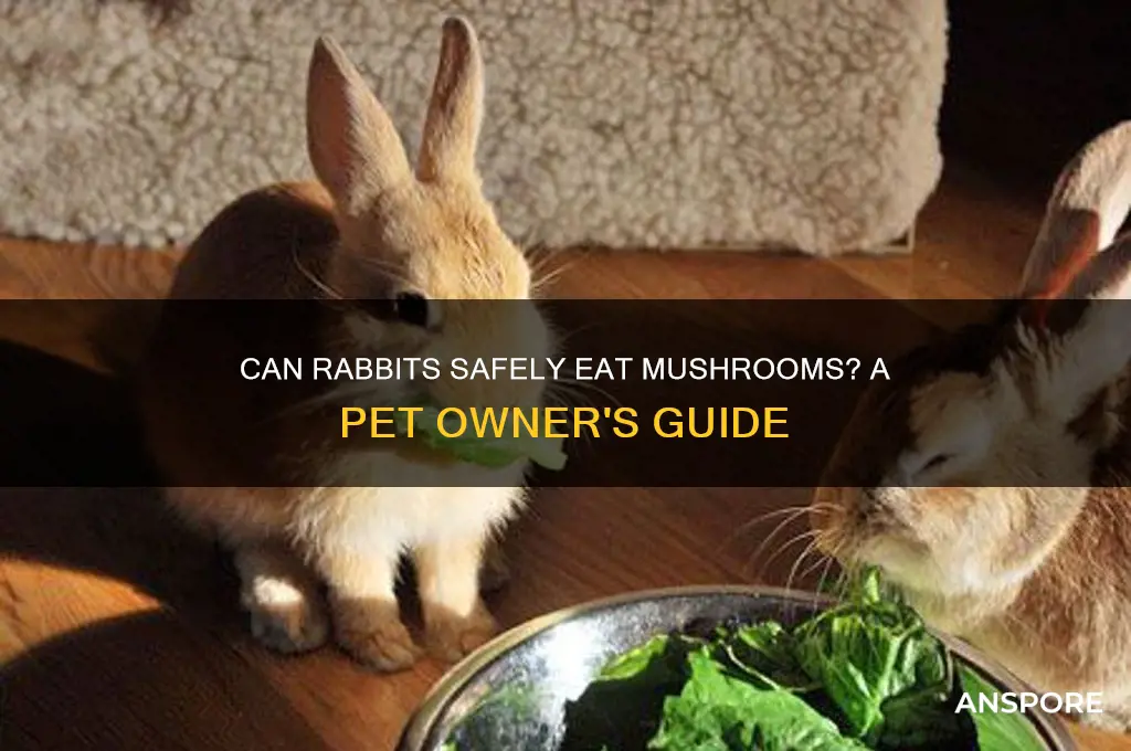 can pet rabbits eat mushrooms