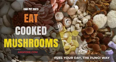 Can Pet Rats Safely Eat Cooked Mushrooms? A Complete Guide