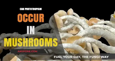 Do Mushrooms Exhibit Phototropism? Exploring Light-Driven Growth in Fungi