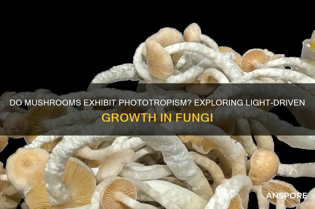 can phototropism occur in mushrooms