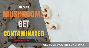 Can Picked Mushrooms Get Contaminated? Risks and Prevention Tips