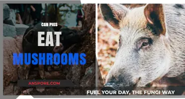 Can Pigs Safely Eat Mushrooms? A Comprehensive Feeding Guide