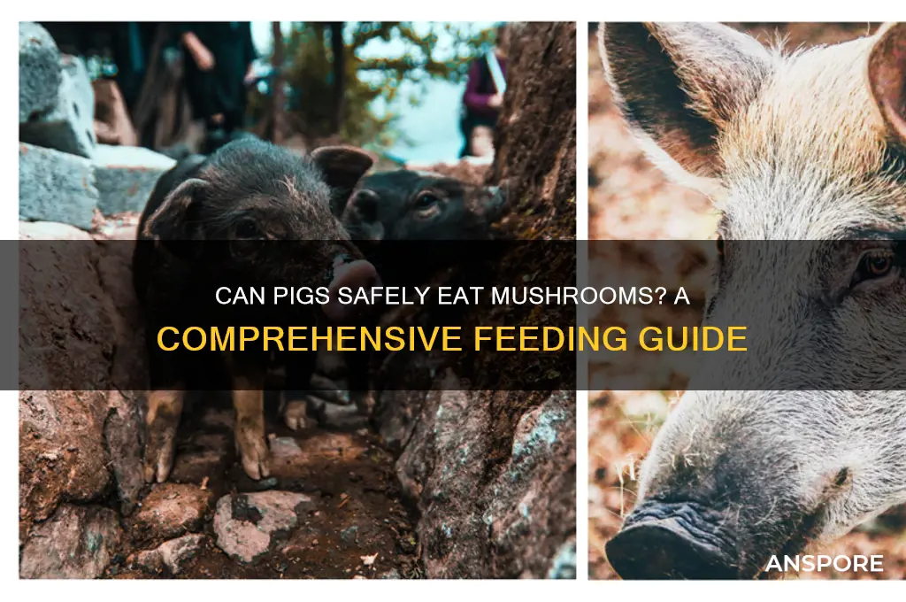 can pigs eat mushrooms