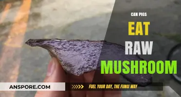 Can Pigs Safely Eat Raw Mushrooms? A Feeding Guide