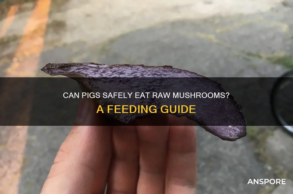 can pigs eat raw mushrooms