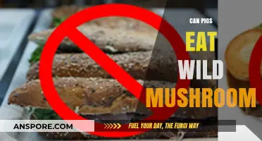 Can Pigs Safely Eat Wild Mushrooms? Risks and Considerations
