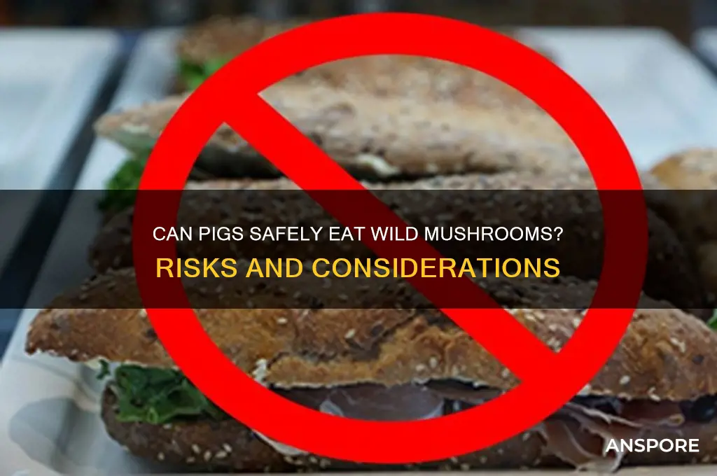 can pigs eat wild mushrooms