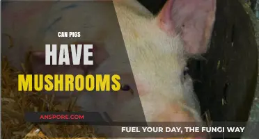 Can Pigs Safely Eat Mushrooms? A Comprehensive Guide for Farmers