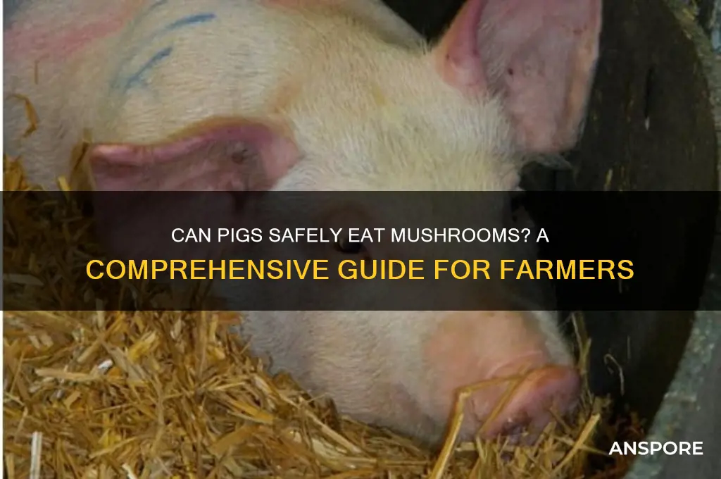 can pigs have mushrooms