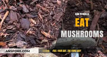 Can Pitbulls Eat Mushrooms? A Safe Diet Guide for Owners