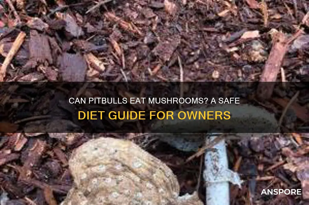 can pitbulls eat mushrooms
