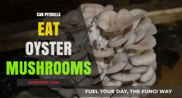 Can Pitbulls Safely Eat Oyster Mushrooms? A Dietary Guide