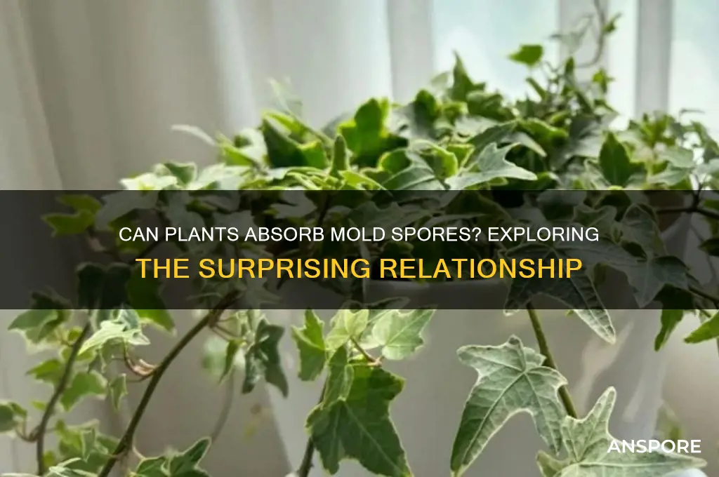 can plants absorb mold spores