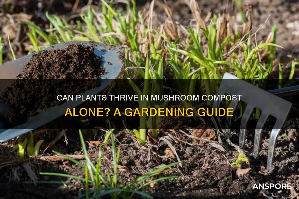 can plants be planted in mushroom compost only