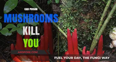 Deadly Fungi: Can Poisonous Mushrooms Be Fatal to Humans?