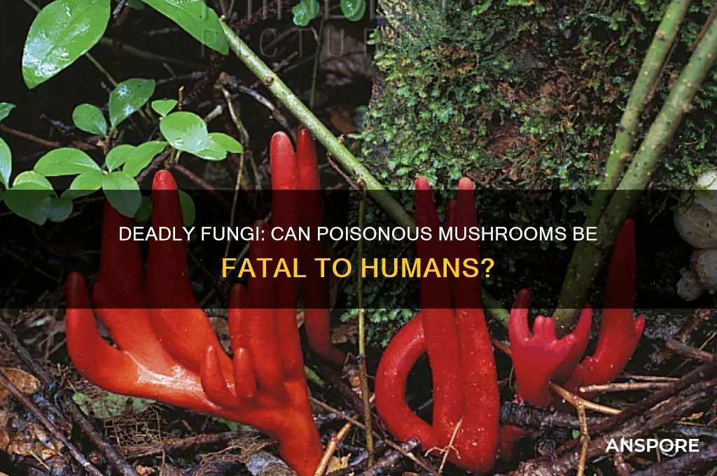 can poison mushrooms kill you