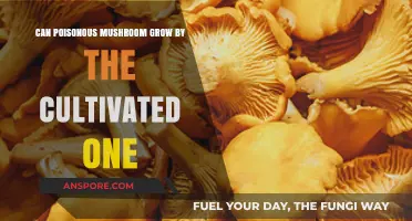 Can Poisonous Mushrooms Grow Alongside Cultivated Varieties? Exploring the Risks