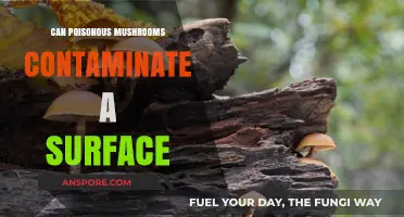 Can Poisonous Mushrooms Contaminate Surfaces? Risks and Precautions Explained