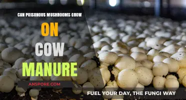 Toxic Fungi on Cow Manure: Unveiling the Hidden Dangers