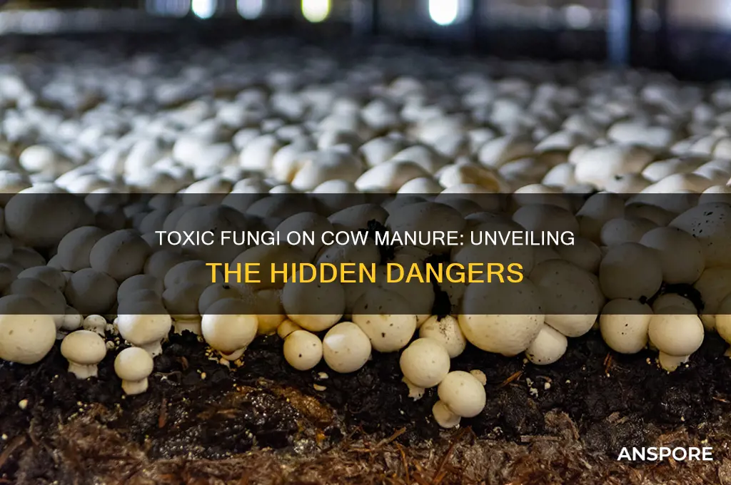 can poisonous mushrooms grow on cow manure