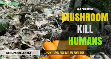 Deadly Fungi: Can Poisonous Mushrooms Be Fatal to Humans?