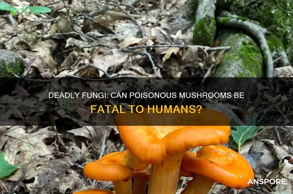 can poisonous mushrooms kill humans