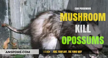 Can Poisonous Mushrooms Be Deadly to Opossums? Exploring the Risks