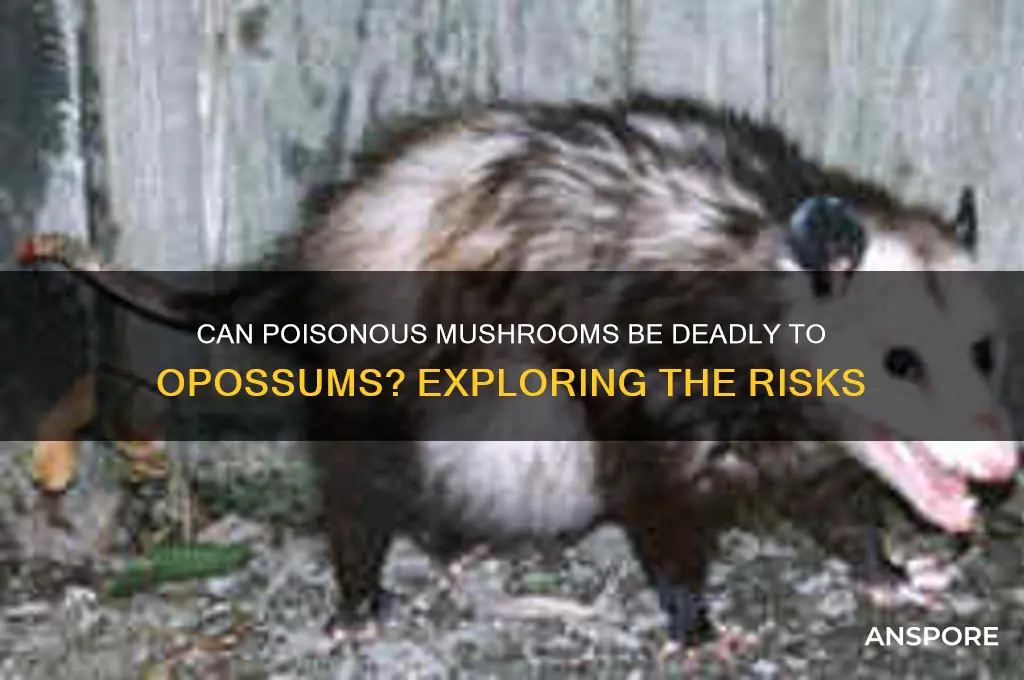 can poisonous mushrooms kill opossums