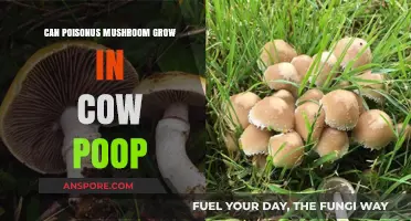 Toxic Fungi in Cow Dung: Can Poisonous Mushrooms Thrive There?