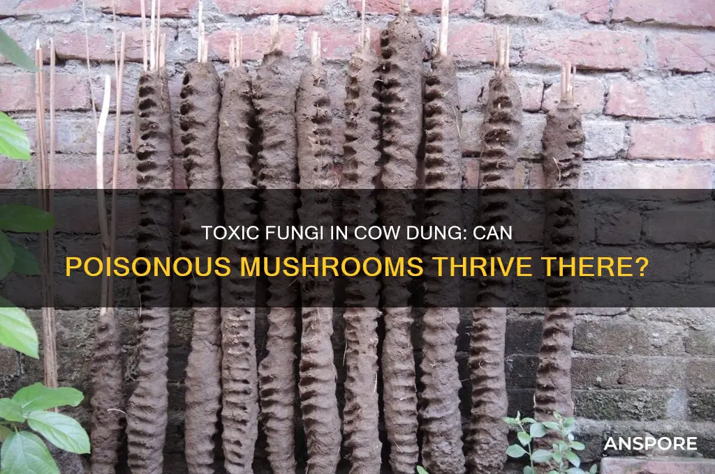 can poisonus mushroom grow in cow poop