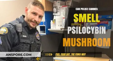 Can Police Dogs Detect Psilocybin Mushrooms? Exploring Canine Abilities