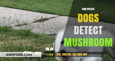Can Police Dogs Sniff Out Mushrooms? Exploring K9 Detection Limits
