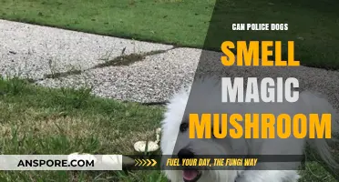Can Police Dogs Detect Magic Mushrooms? Exploring K9 Olfactory Limits