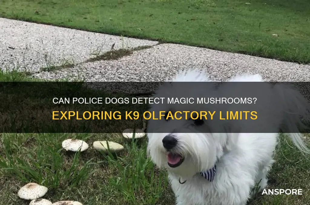 can police dogs smell magic mushrooms