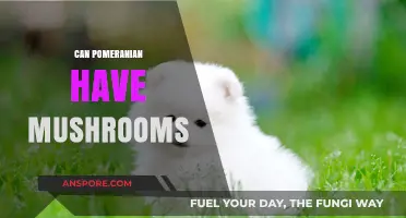 Can Pomeranians Eat Mushrooms? Safety Tips for Your Pet