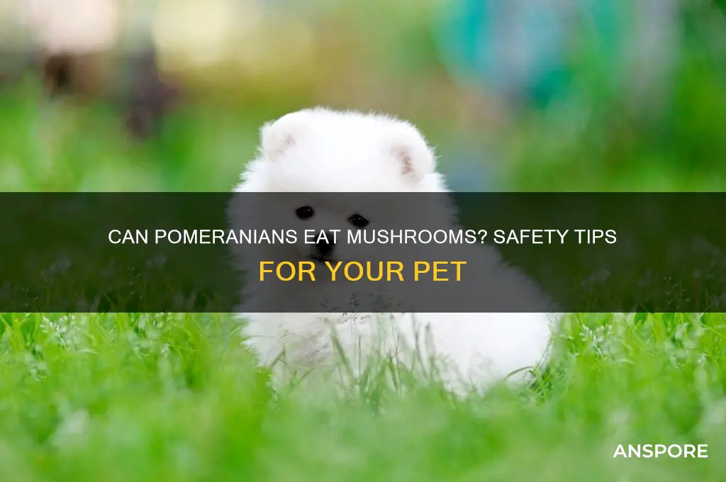can pomeranian have mushrooms