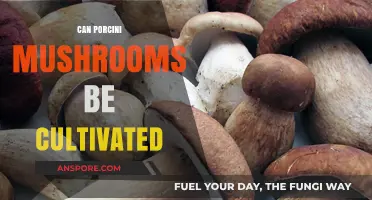 Cultivating Porcini Mushrooms: Challenges, Techniques, and Possibilities Explored