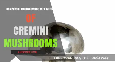 Porcini vs. Cremini: Can These Mushrooms Be Swapped in Recipes?