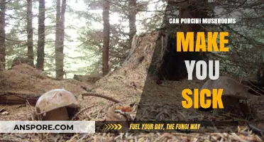 Can Porcini Mushrooms Cause Illness? Risks and Safe Consumption Tips