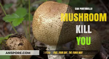 Are Portobello Mushrooms Deadly? Uncovering the Truth About Toxicity