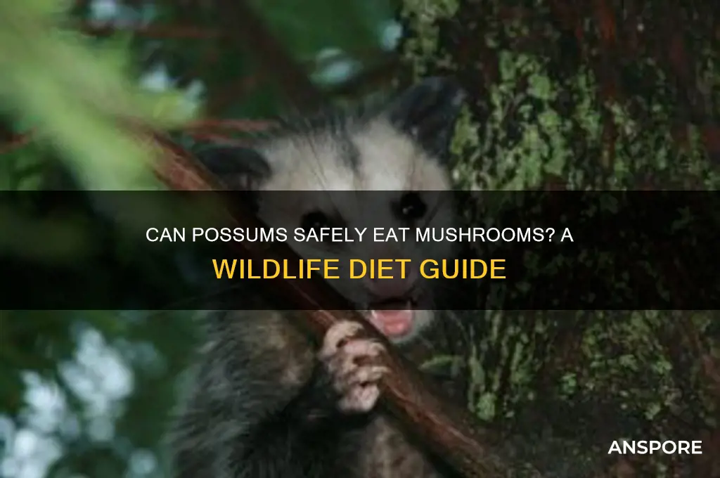 can possums eat mushrooms