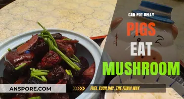 Can Pot Belly Pigs Safely Eat Mushrooms? A Complete Guide