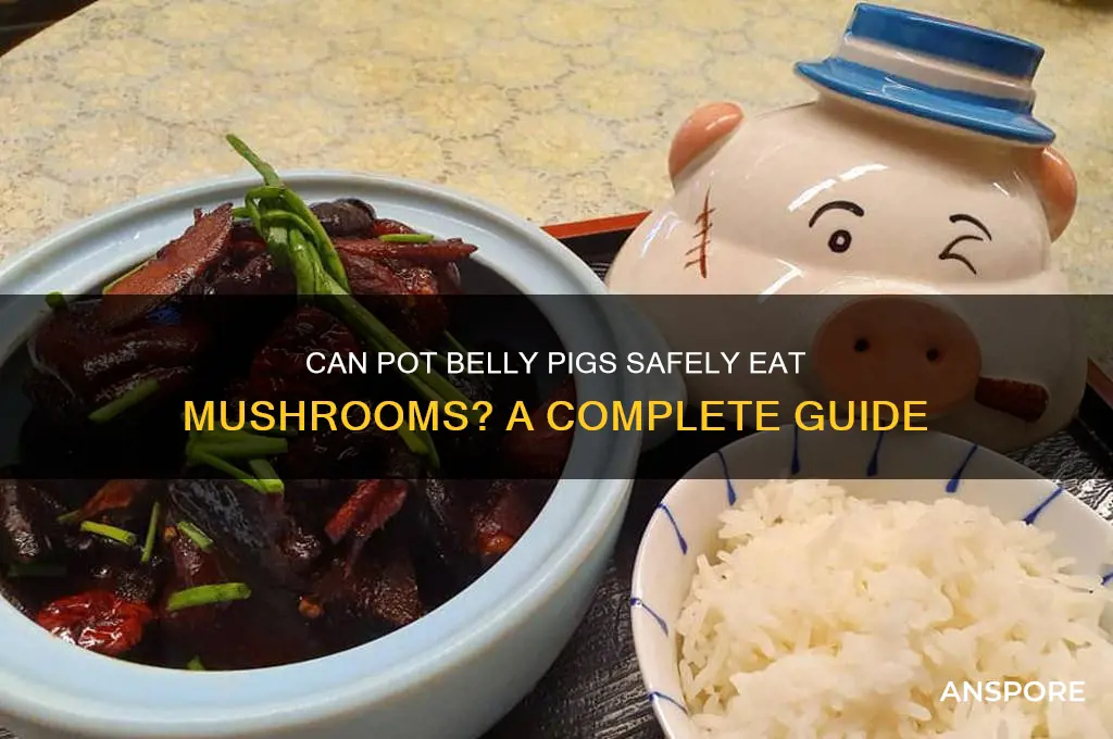 can pot belly pigs eat mushrooms