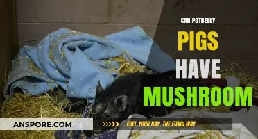 Can Potbelly Pigs Safely Eat Mushrooms? A Dietary Guide