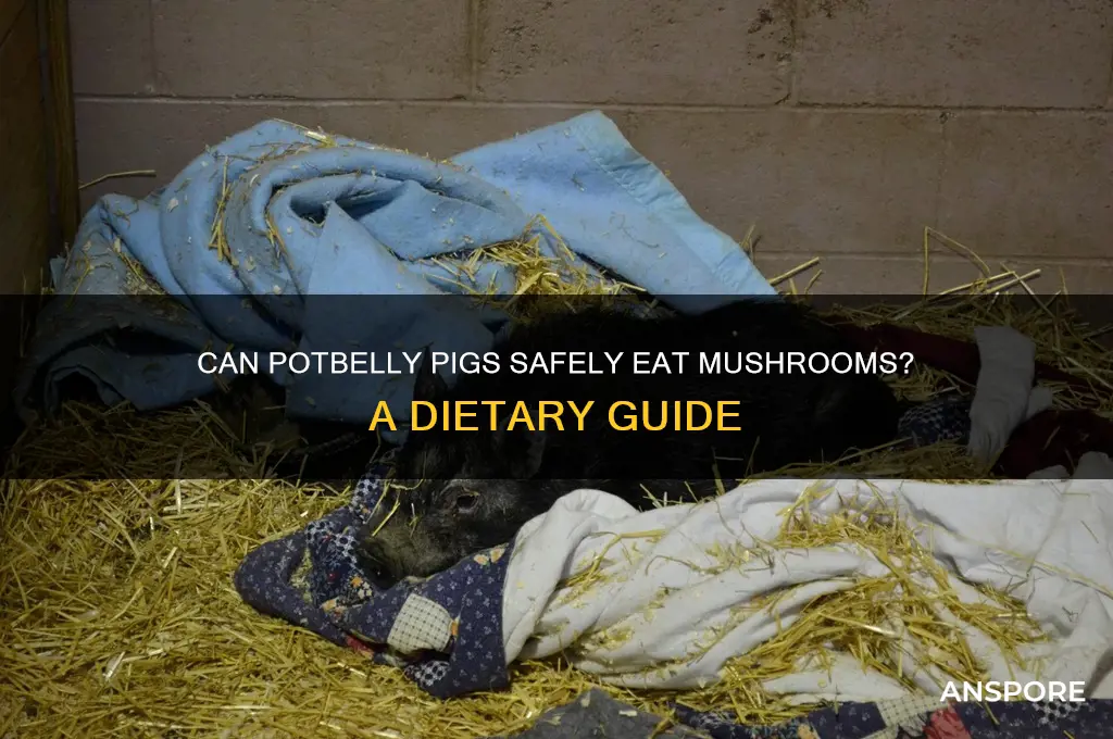 can potbelly pigs have mushrooms