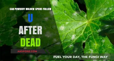 Can Powdery Mildew Spores Persist and Follow You After Death?