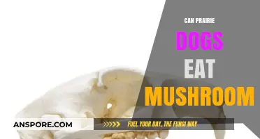 Can Prairie Dogs Safely Eat Mushrooms? A Dietary Guide