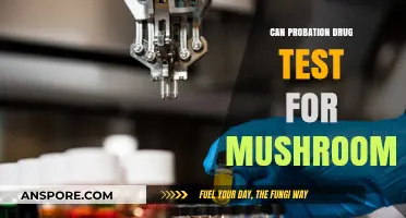 Can Probation Officers Test for Psilocybin Mushrooms? Legal Insights