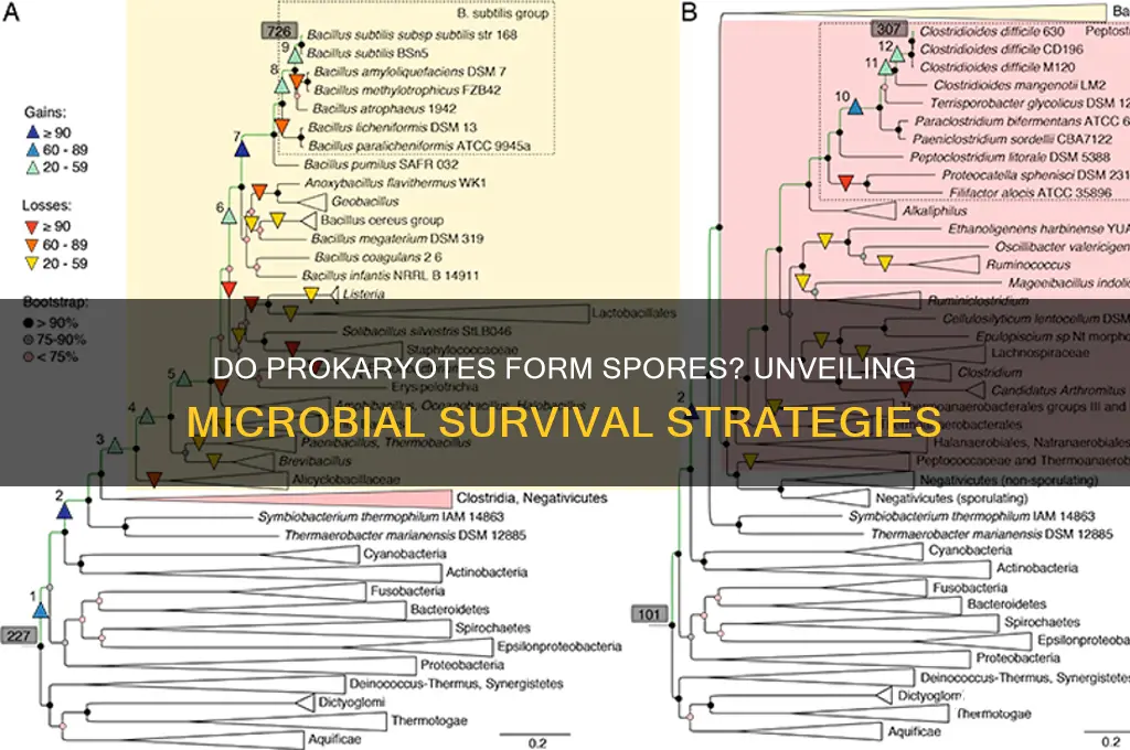 can prokaryotes contain spores