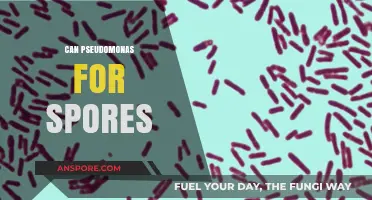 Can Pseudomonas Form Spores? Unraveling the Bacterial Survival Mystery